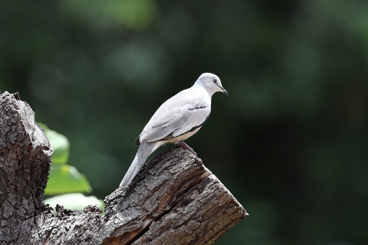 Picui Ground Dove - ML642352048