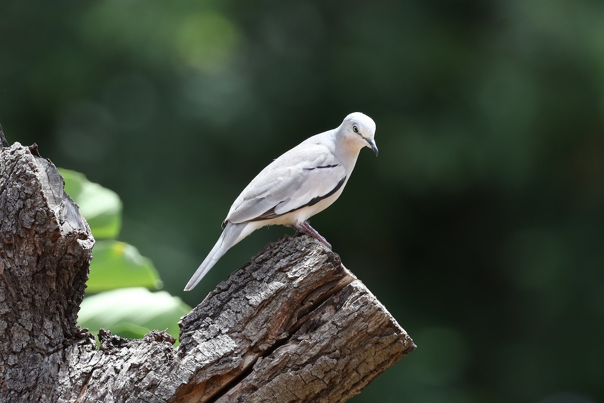 Picui Ground Dove - ML642352049