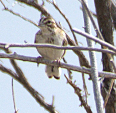 Lark Sparrow - ML642352050