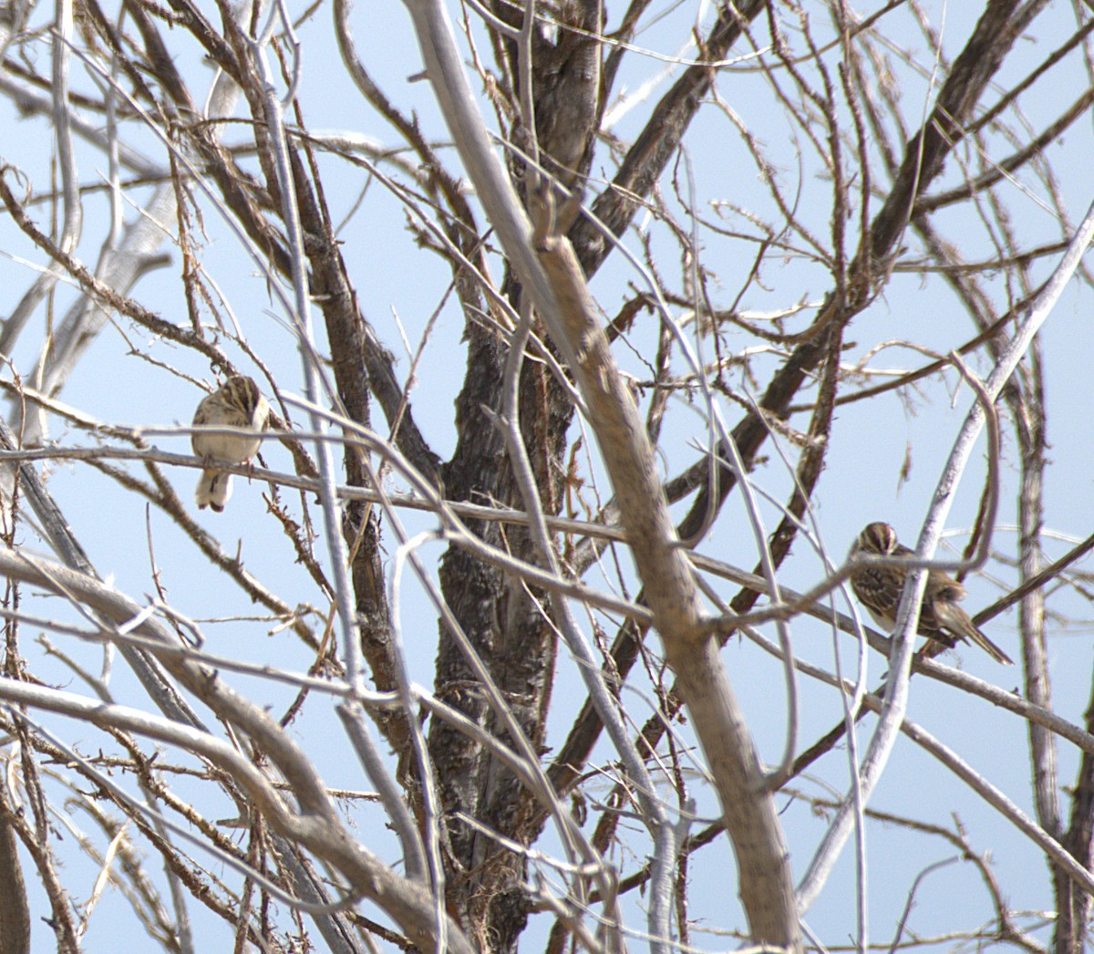 Lark Sparrow - ML642352052