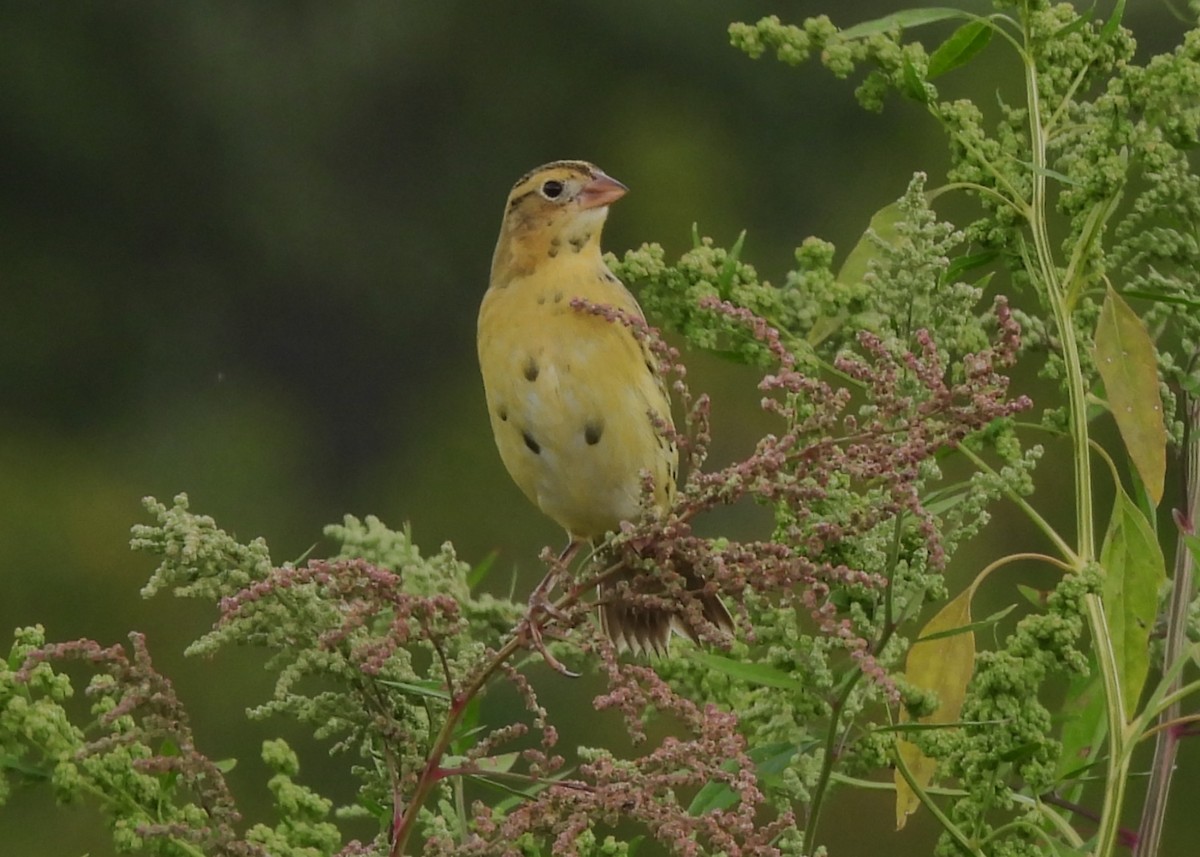 Bobolink - ML642352058