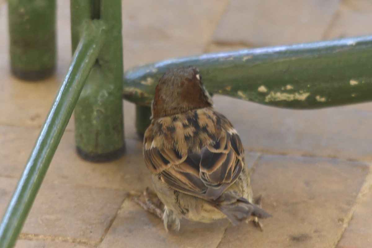 House Sparrow - ML642352059
