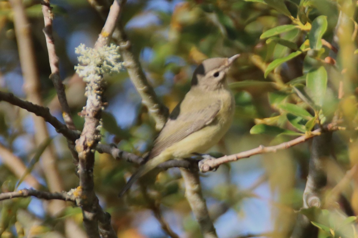 Warbling Vireo - ML642352060