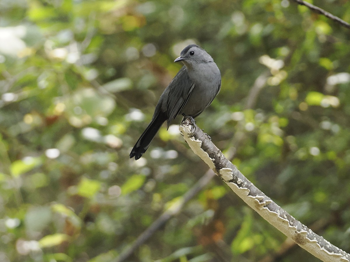 Gray Catbird - ML642352061