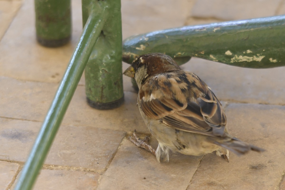 House Sparrow - ML642352062