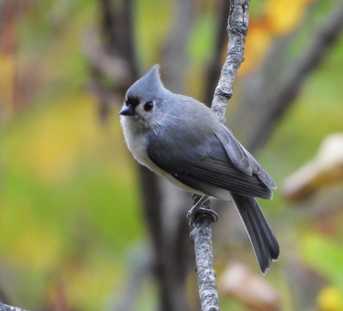 Tufted Titmouse - ML642352063