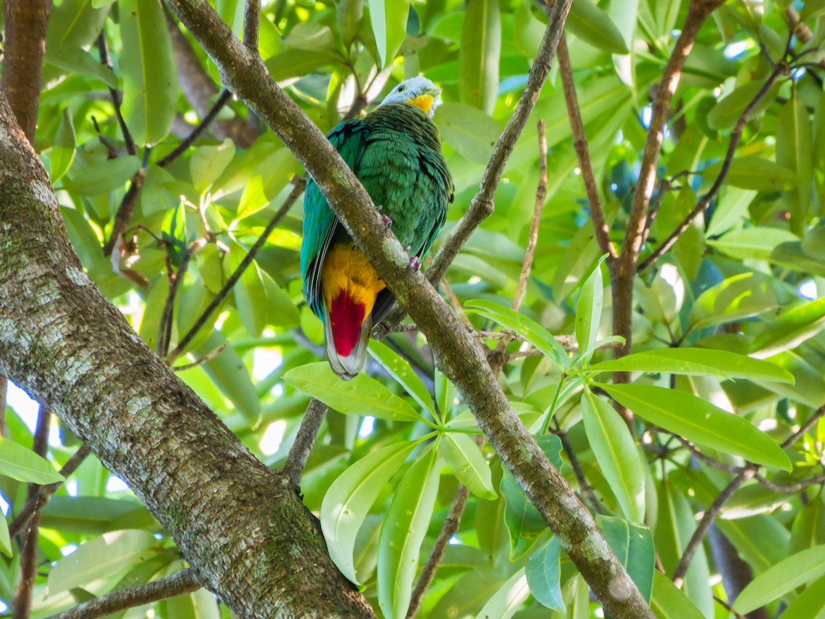 Black-naped Fruit-Dove - ML642352066