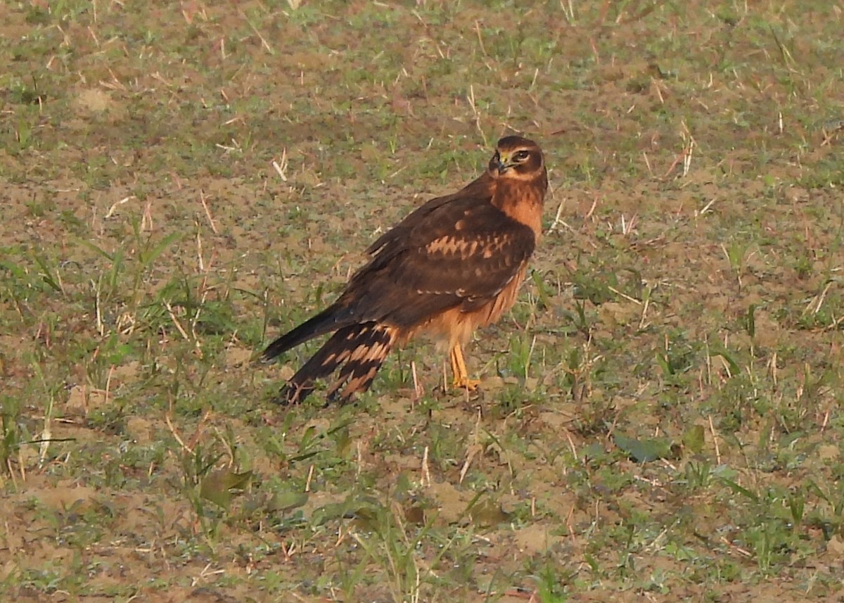 Northern Harrier - ML642352079