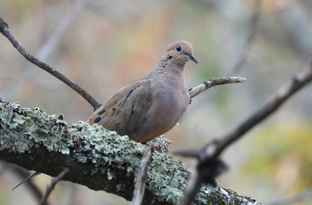 Mourning Dove - ML642352082