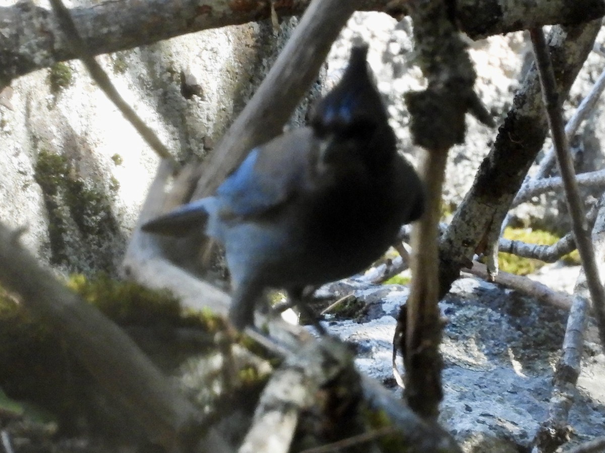 Steller's Jay - ML642352083
