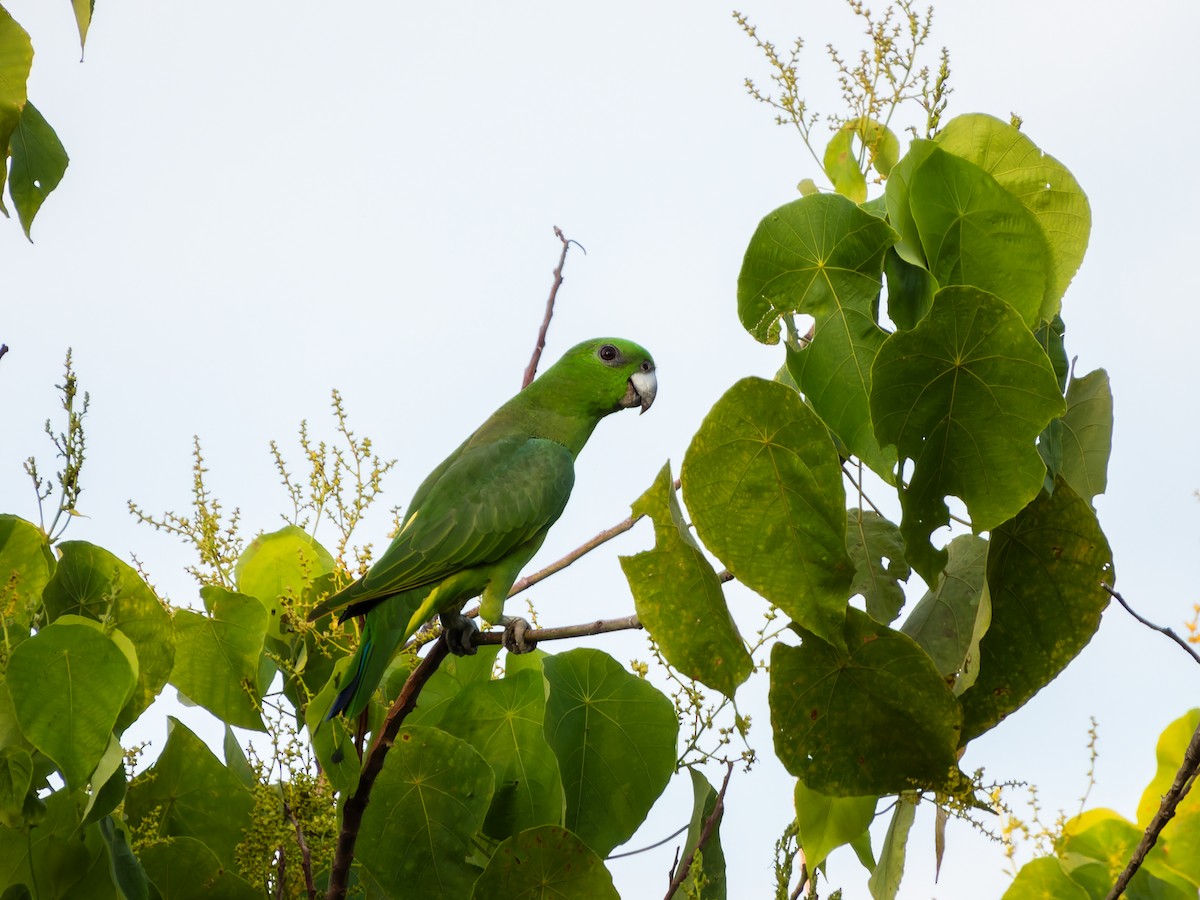 Yellow-breasted Racquet-tail - ML642352086