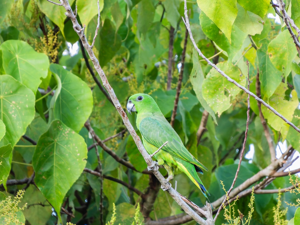 Yellow-breasted Racquet-tail - ML642352087