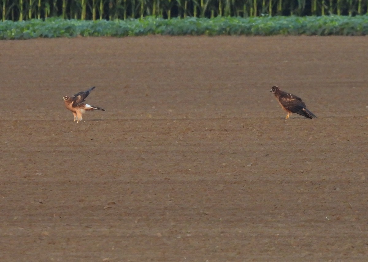 Northern Harrier - ML642352088