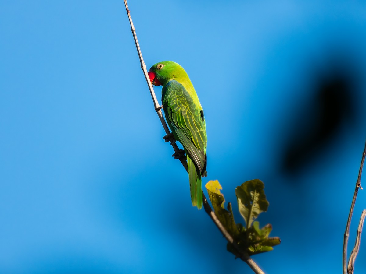 Azure-rumped Parrot - ML642352090