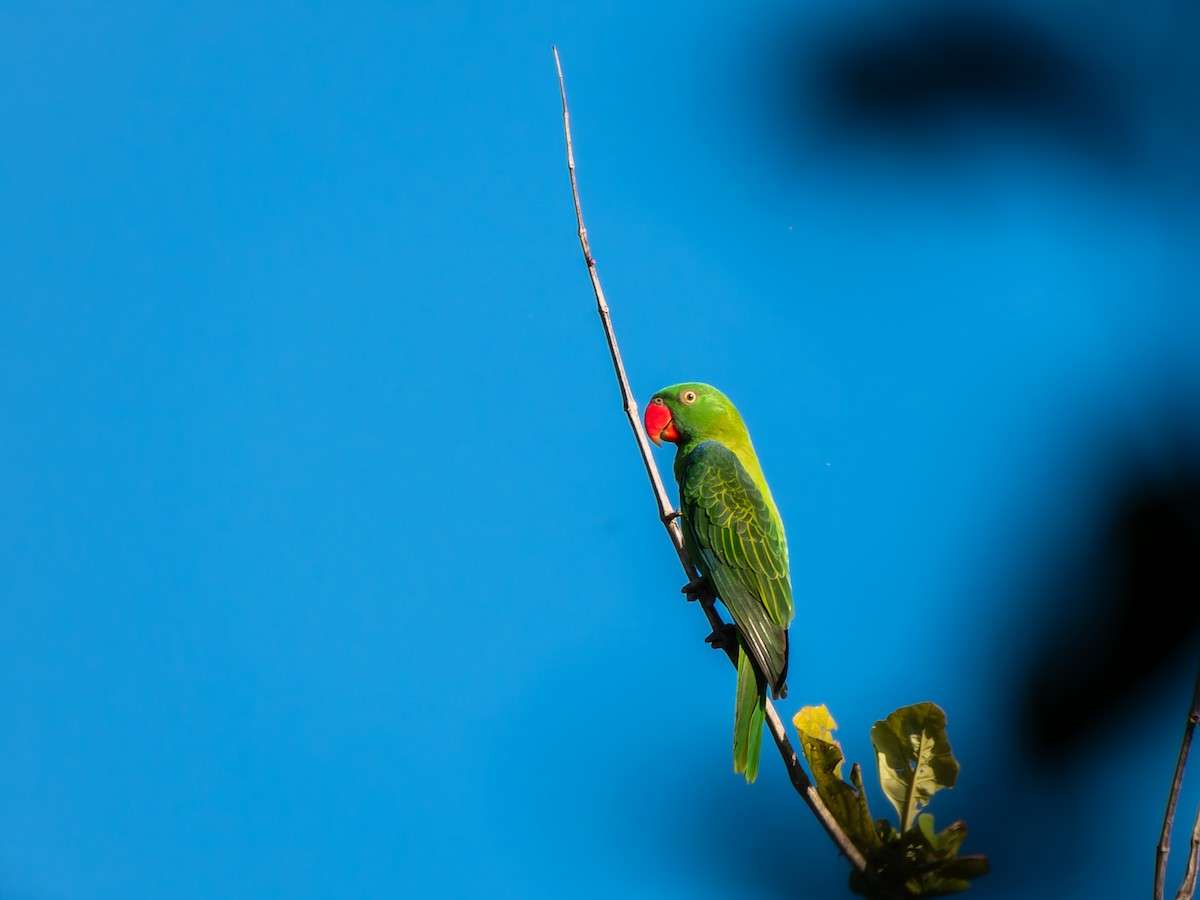 Azure-rumped Parrot - ML642352091