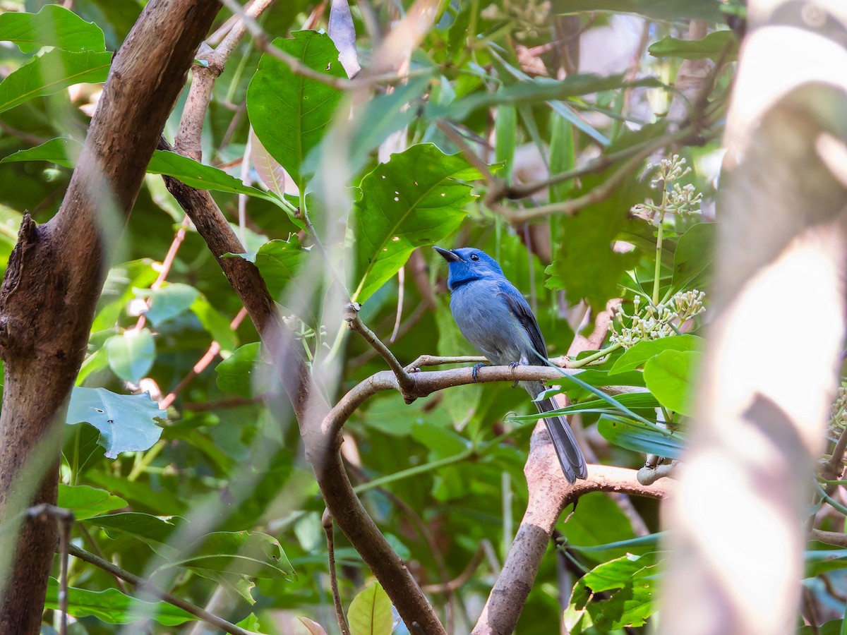 Pale-blue Monarch - ML642352096
