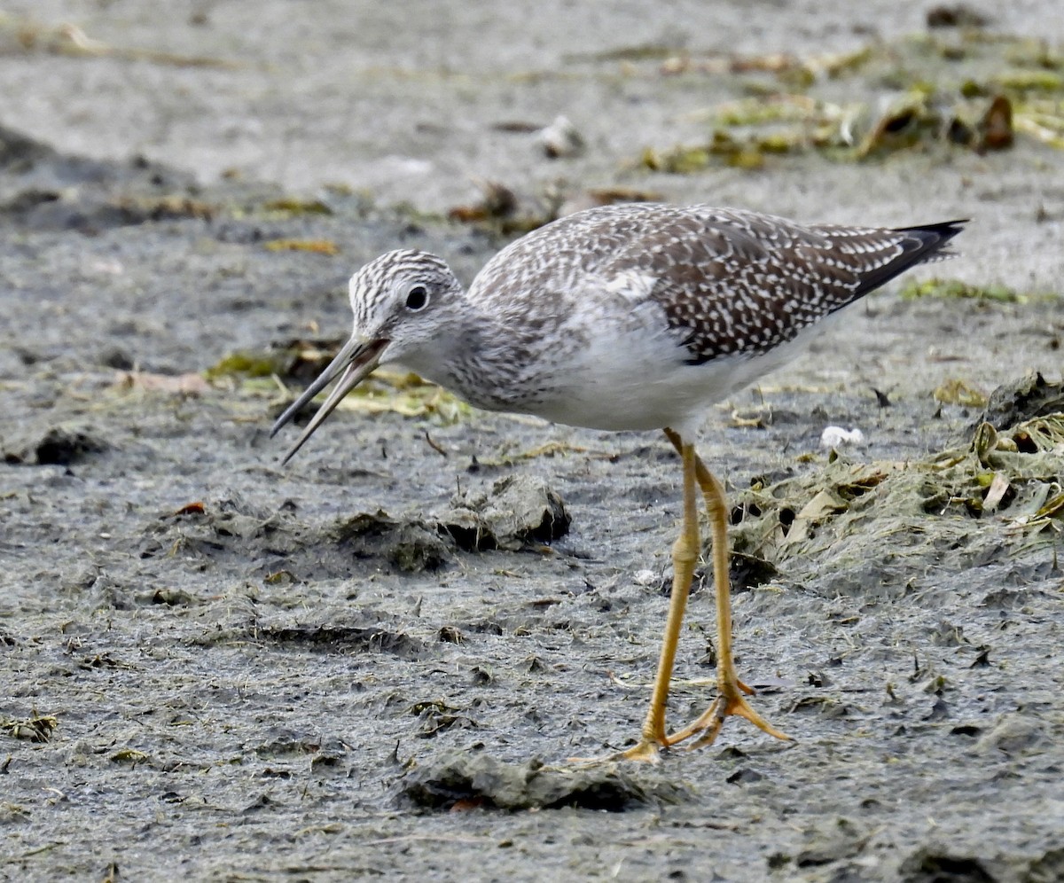 Greater Yellowlegs - ML642352100