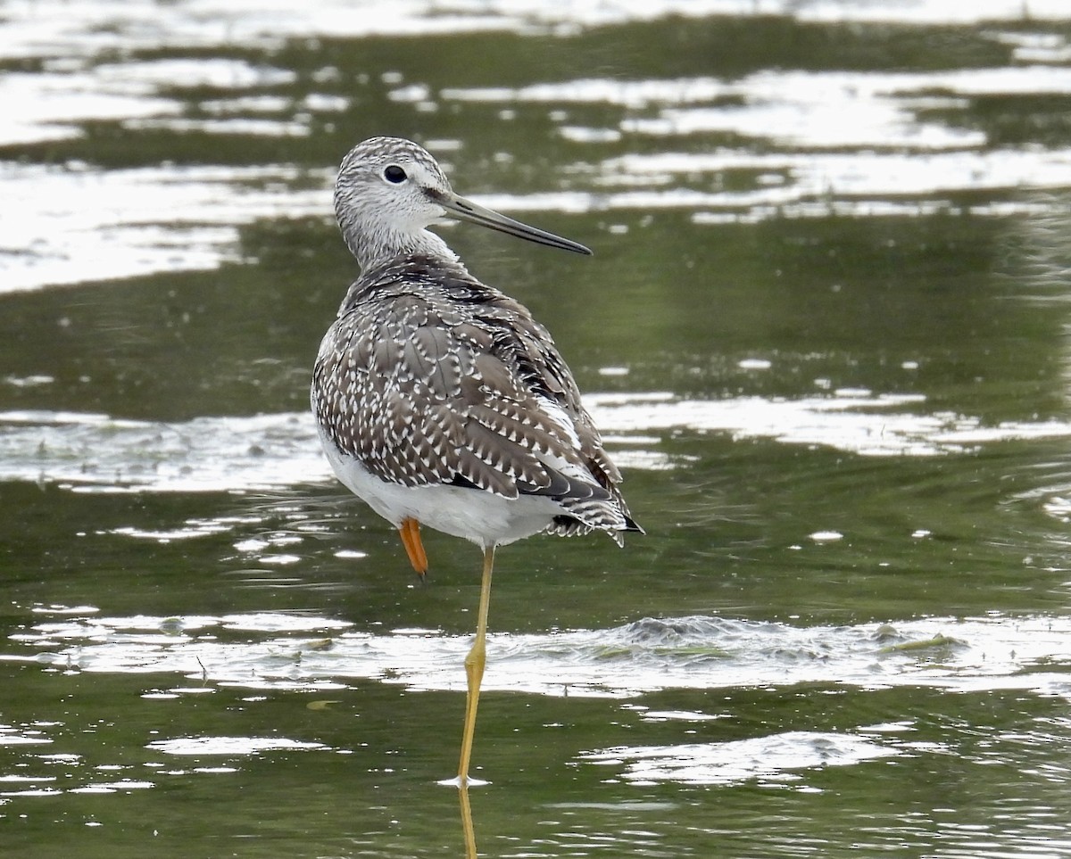 Greater Yellowlegs - ML642352101