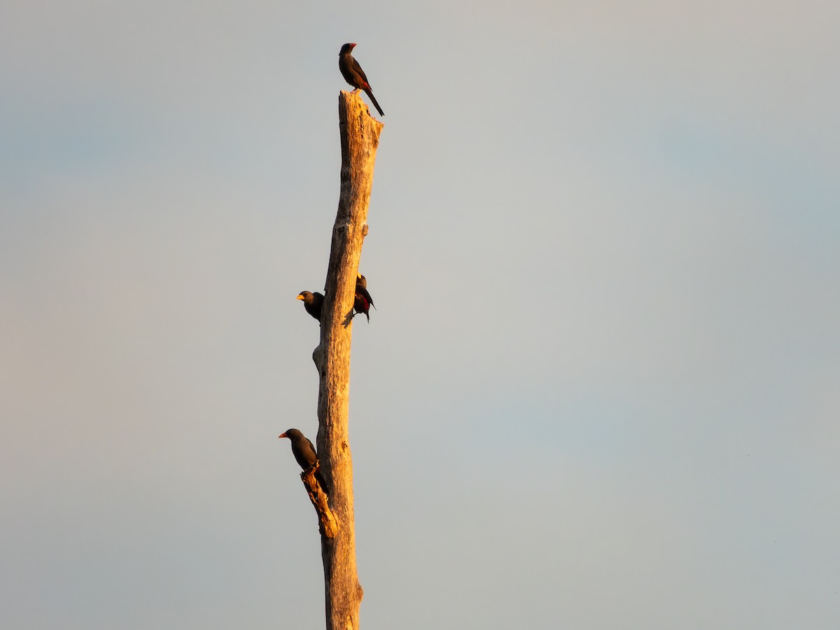 Finch-billed Myna - ML642352104