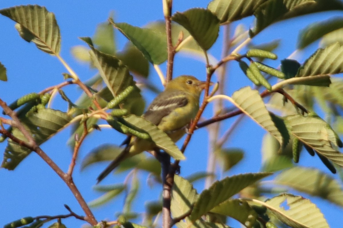 Piranga Carirroja - ML642352105
