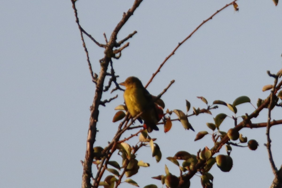 Piranga Carirroja - ML642352109