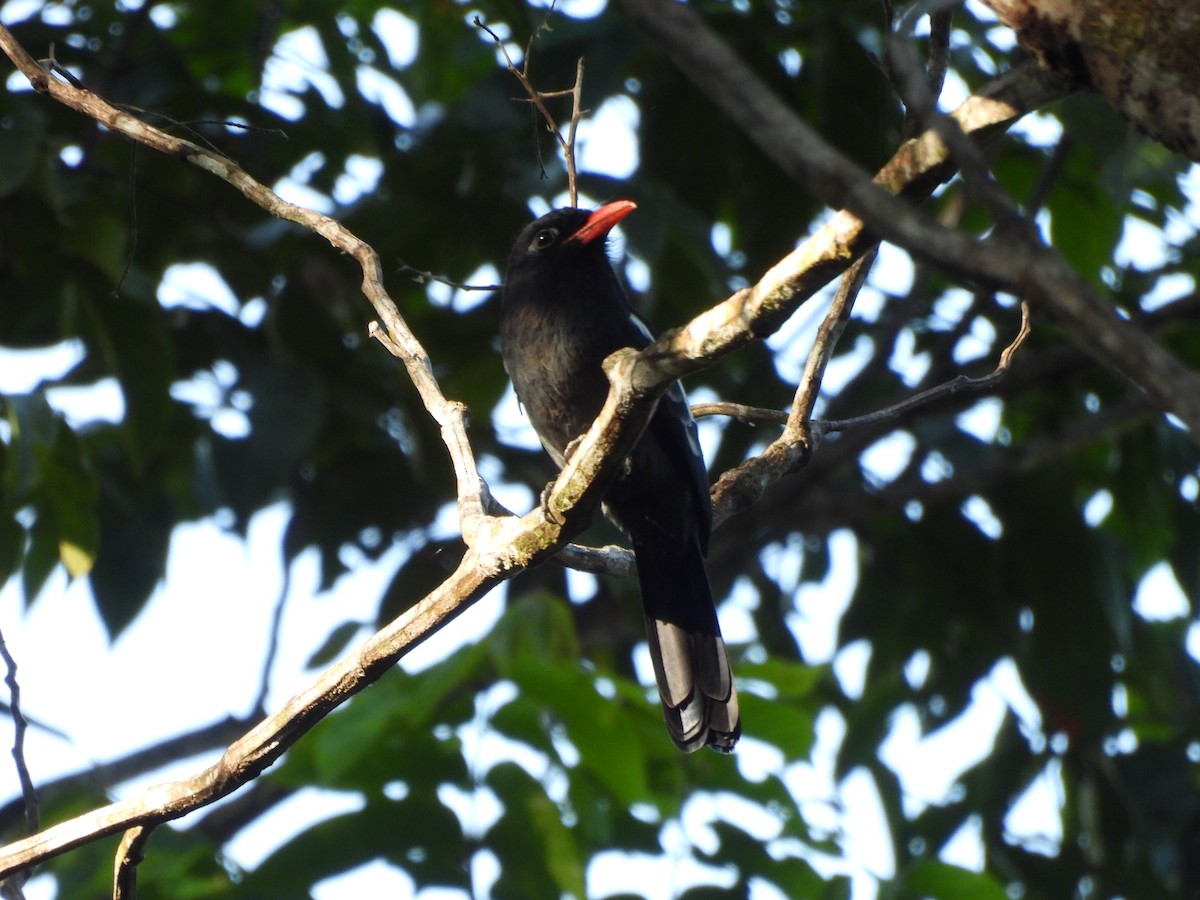 Black Nunbird - ML642352110