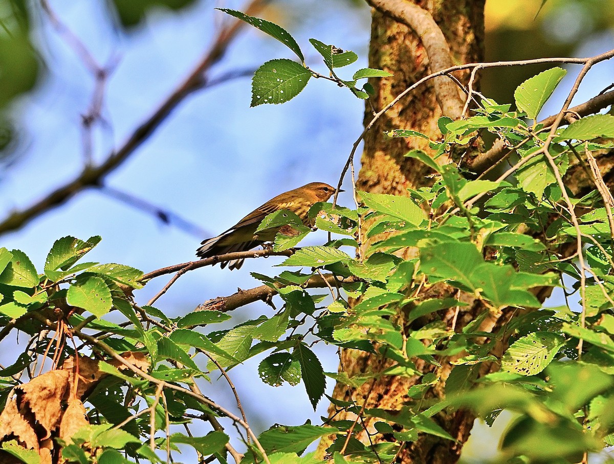 Cape May Warbler - ML642352112