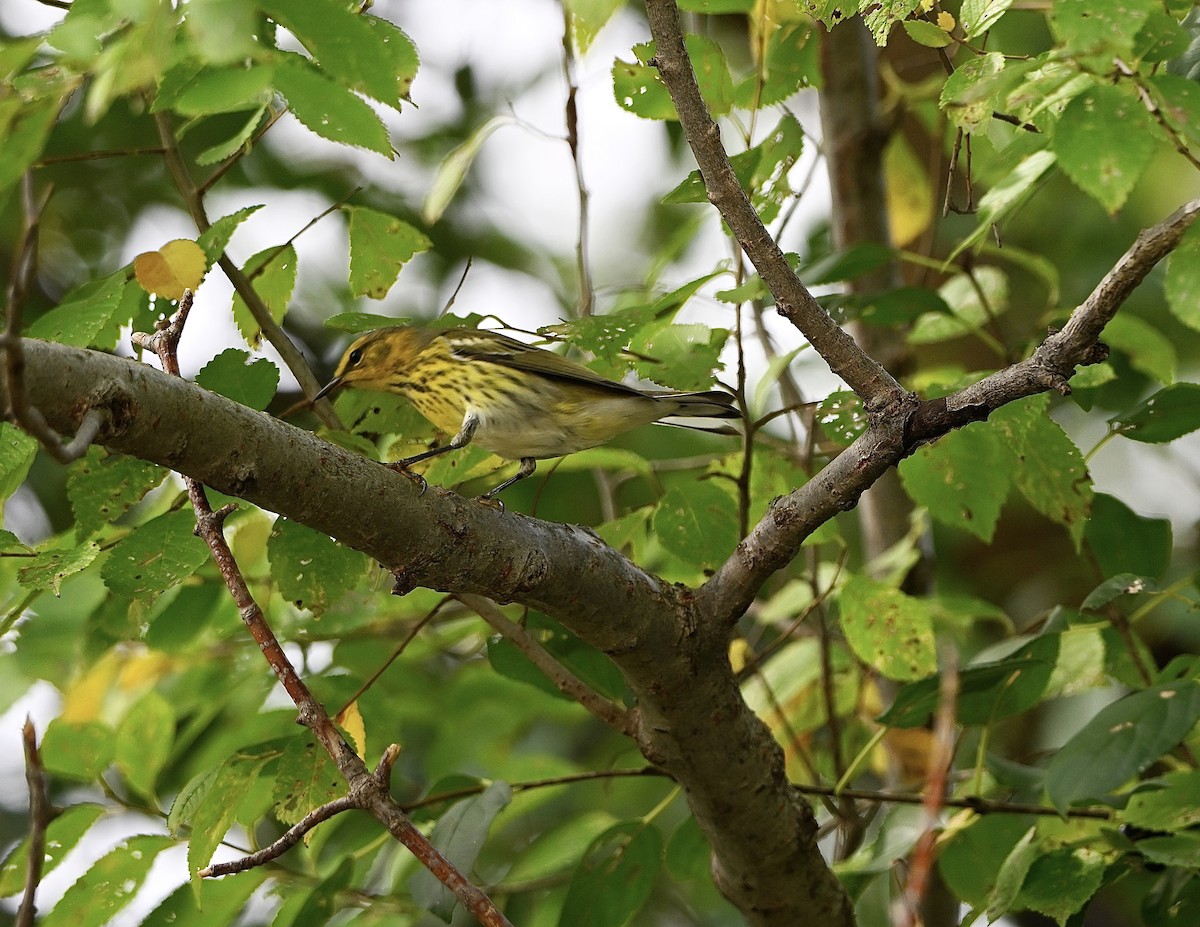 Cape May Warbler - ML642352113