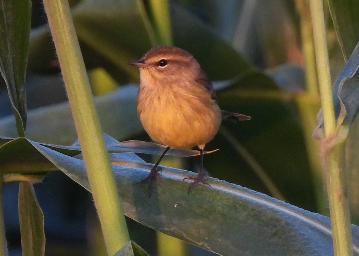 Palm Warbler - ML642352116