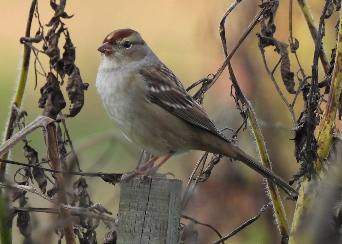 White-crowned Sparrow - ML642352143