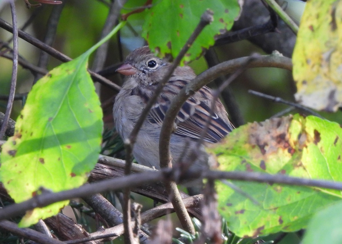 Field Sparrow - ML642352148