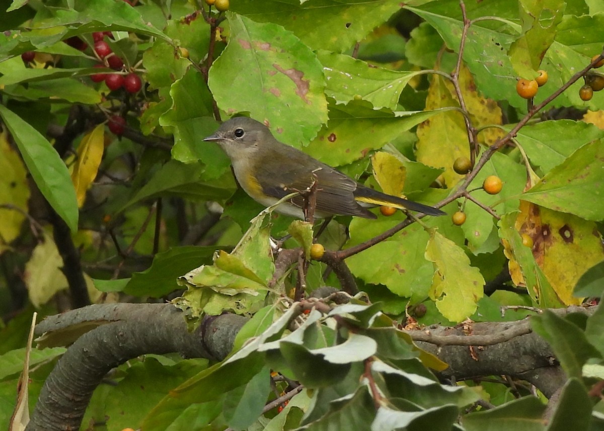 American Redstart - ML642352150