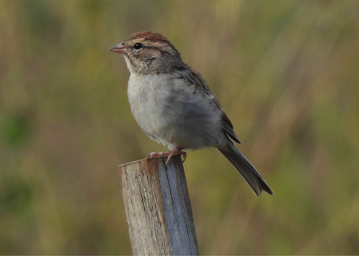Chipping Sparrow - ML642352151