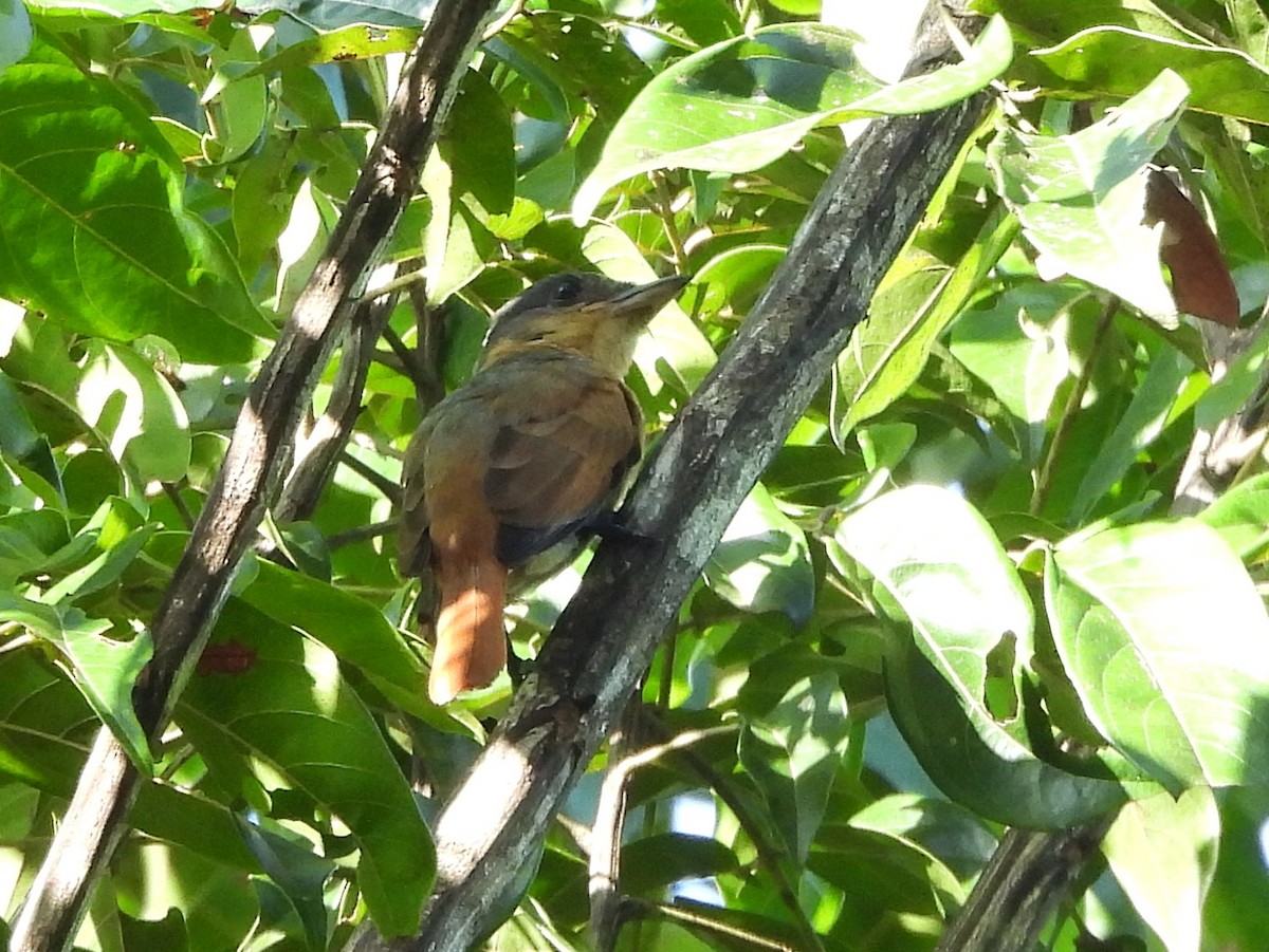 Pink-throated Becard - ML642352152