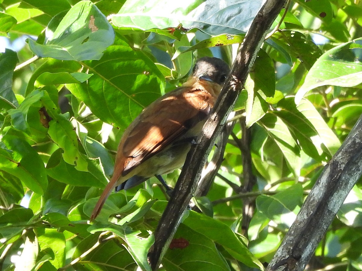 Pink-throated Becard - ML642352154