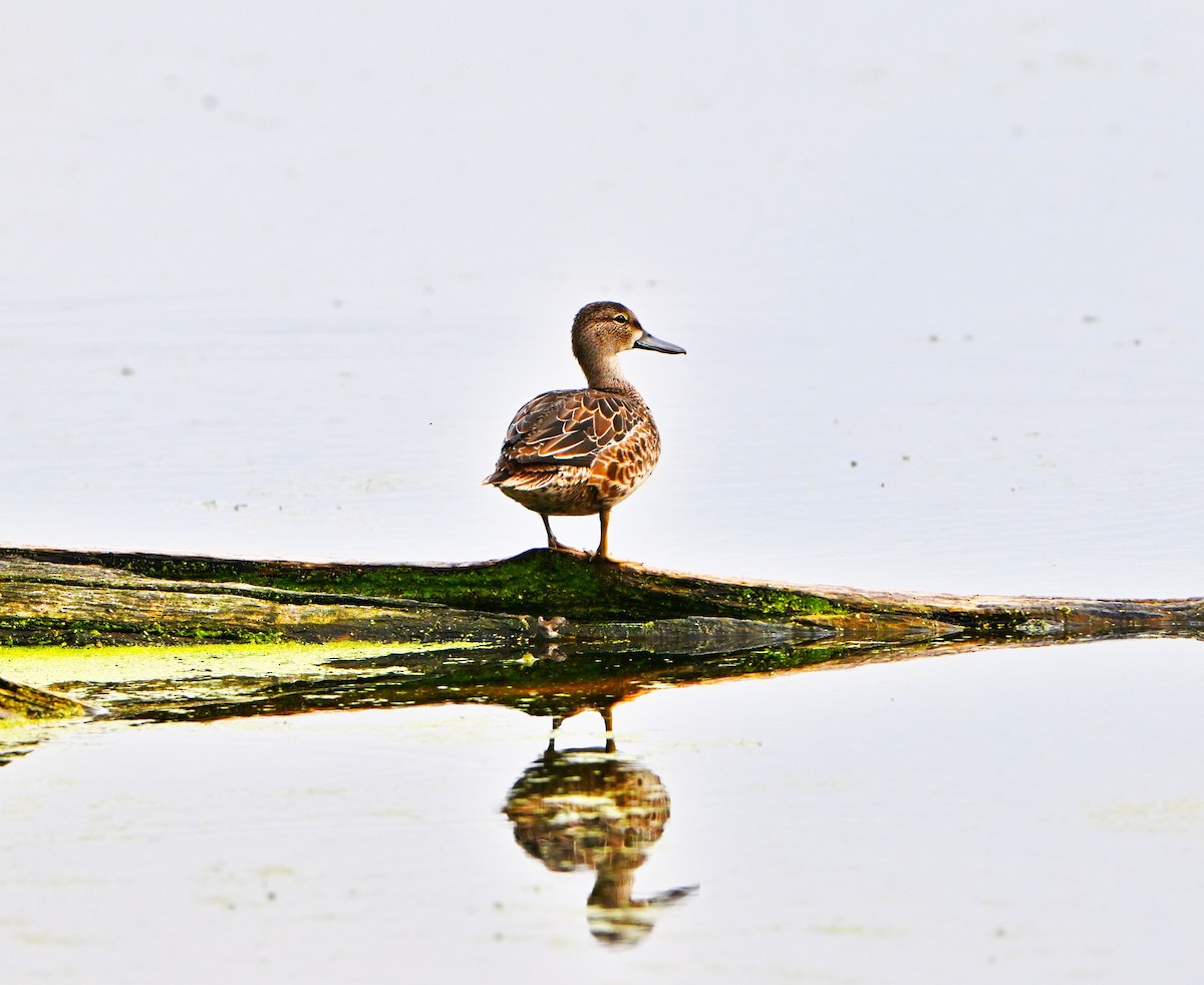 Blue-winged Teal - ML642352157