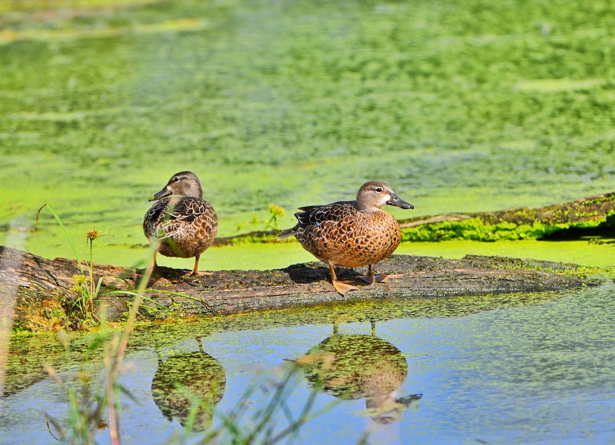 Blue-winged Teal - ML642352158