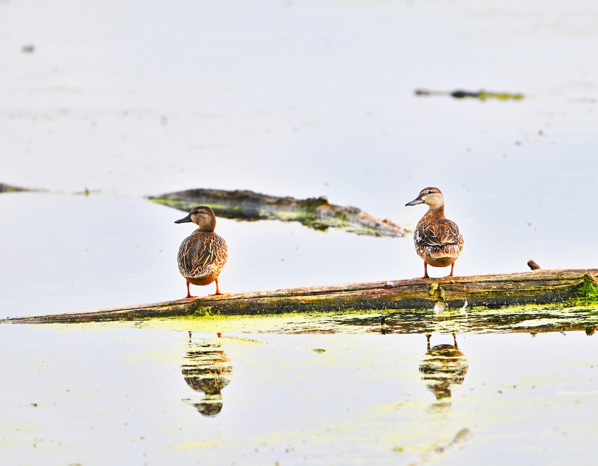 Blue-winged Teal - ML642352159