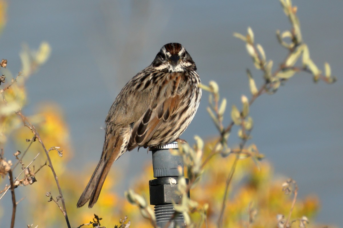 Song Sparrow - ML642352160