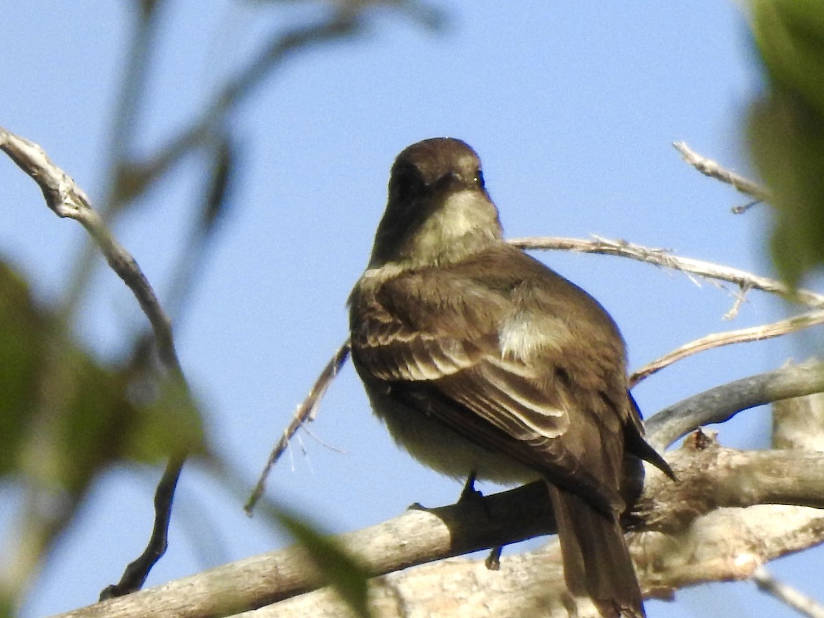 Hammond's Flycatcher - ML642352170