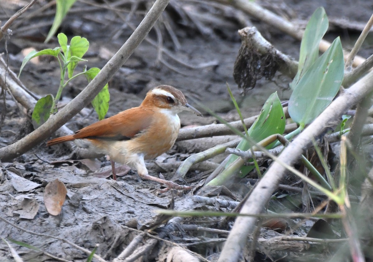 Pale-legged Hornero - ML642352177