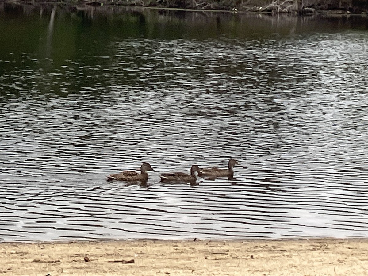 Mallard/American Black Duck - ML642352181