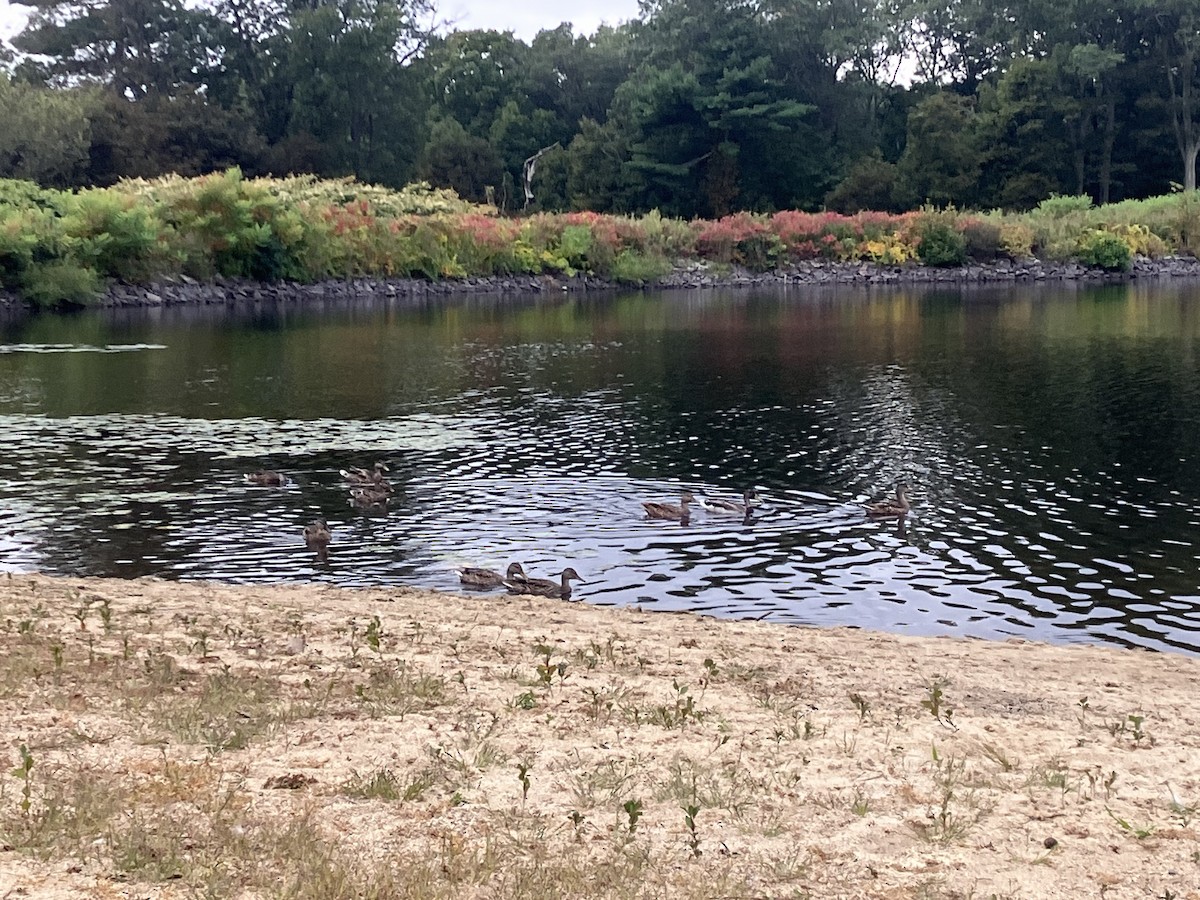 Mallard/American Black Duck - ML642352184