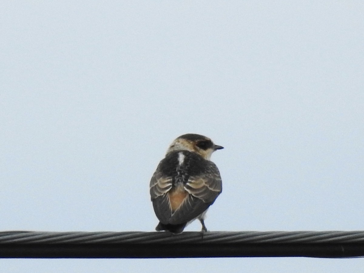 Cave Swallow - ML642352202