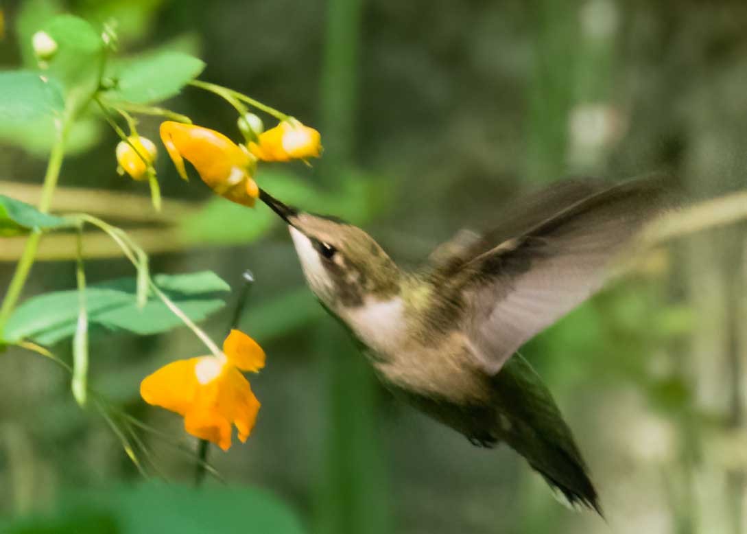 Ruby-throated Hummingbird - ML642352210