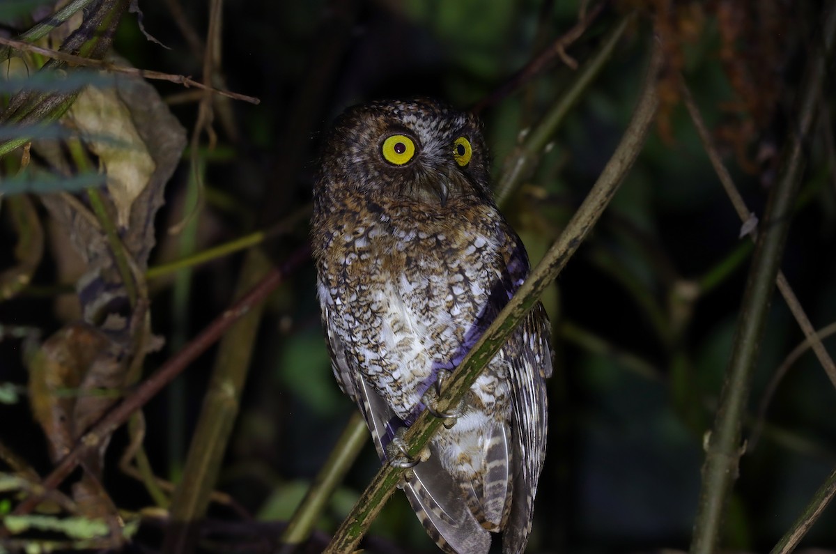 Mindanao Scops-Owl - ML642352211