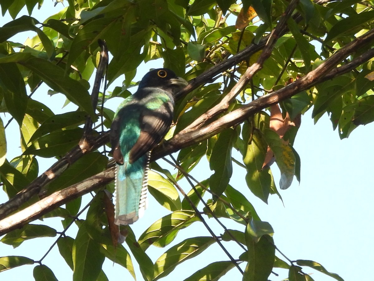 Guianan Trogon - ML642352227