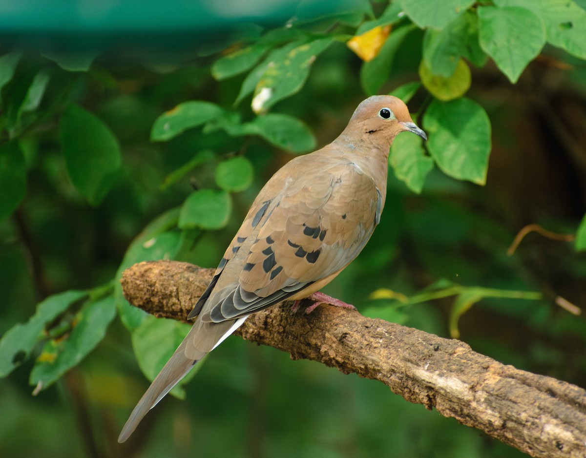Mourning Dove - ML642352247