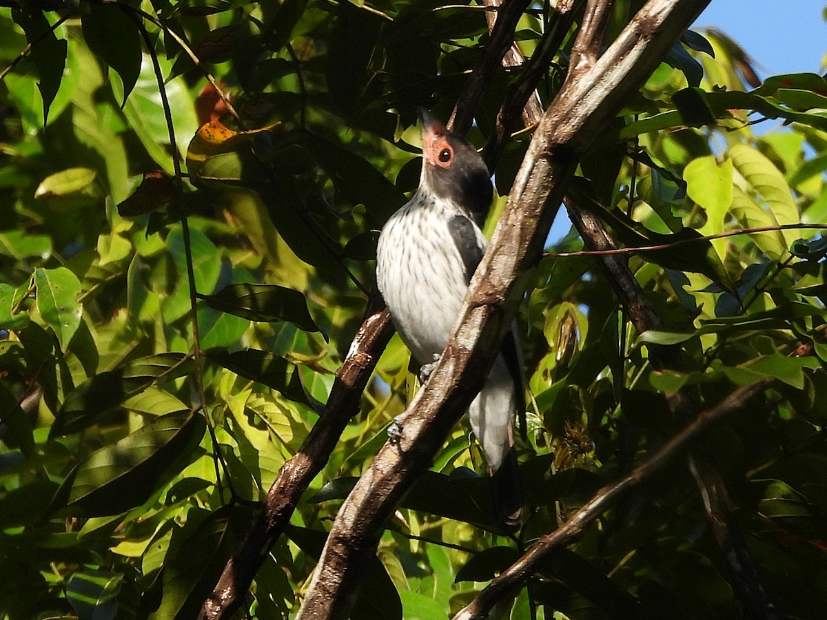 Black-tailed Tityra - ML642352250