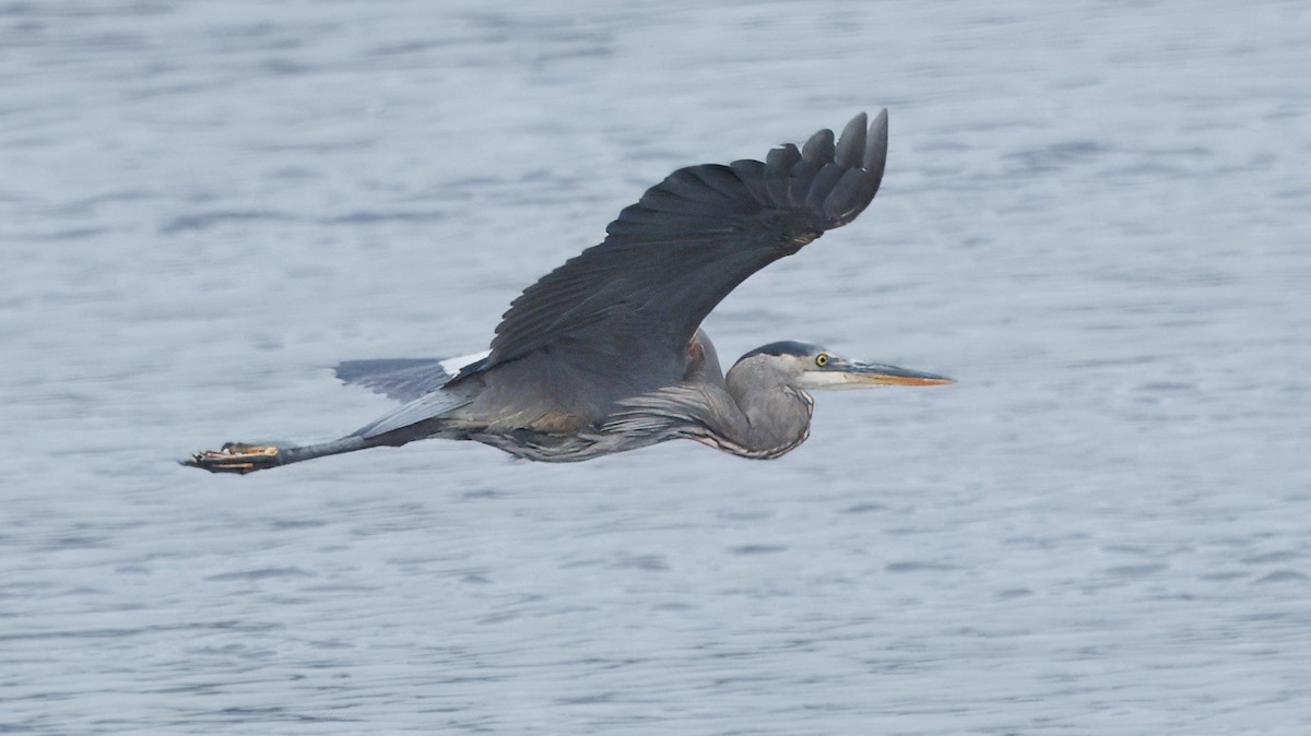 Great Blue Heron - ML642352254
